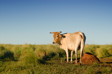 Cow in the field