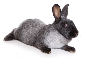 Grey rabbit isolated on white