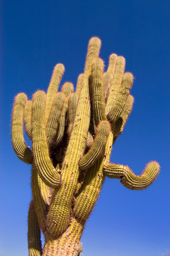 Pasacana Cactus (Trichocereus pasacana)