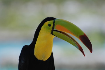 toucan © nicolas lecoz