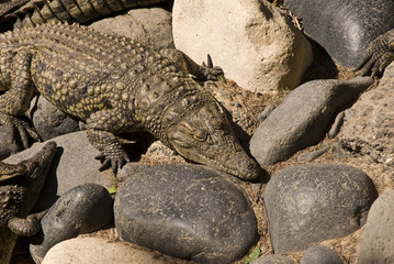 Alligator (Alligator Mississippiensis)