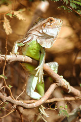 iguane