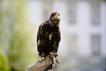 Watching like an eagle