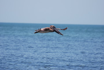 survol de pelican