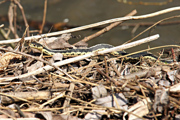 grass snake