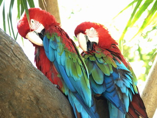 Parrot pair