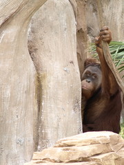 Orangutan holding vine © Pat Lalli