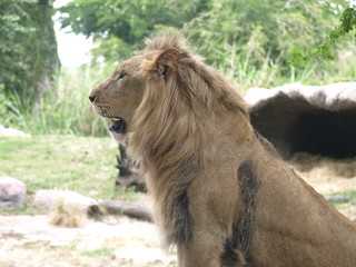 Male lion portrait