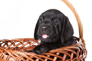 Labrador Retriever puppy on white