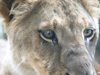 Female lion close up
