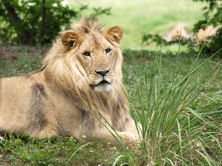 Male lion in the grass 1