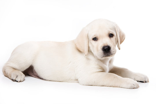 Labrador Retriever puppy on white