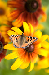 Butterfly on flower background texture