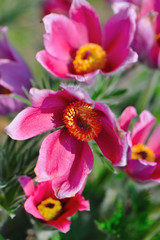 Spring flowers background texture