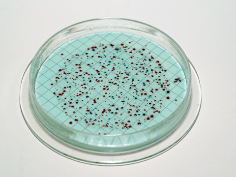 Bacterial Colonies