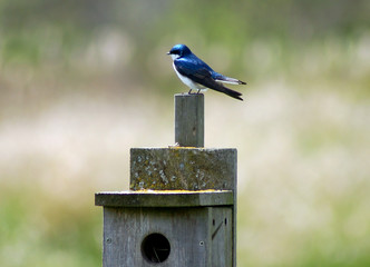 Bluebird on birdhouse