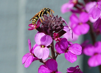 Bee on purple flower on spring day