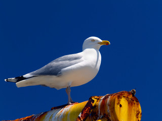 Obraz premium SEAGULL PROFILE