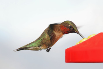 Hungry Ruby-throated Hummingbird (archilochus colubris) 