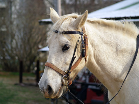 White horse with bridle