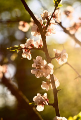 White spring flowers