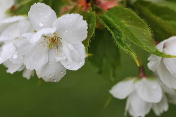 White cherry blossom with fresh green background