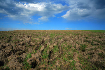 Field with some grass