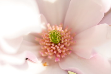 magnolia background