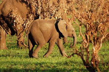 Fototapeta premium Elephant