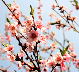 Close up of Cherry Blossoms