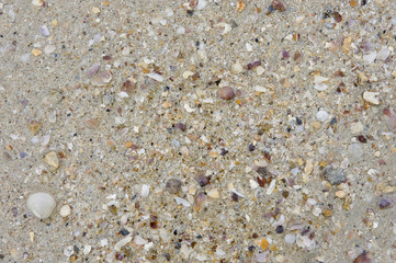 sea sand and shells