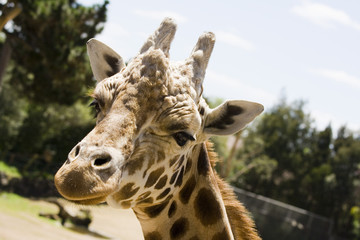 Closeup of a Giraffe head staring at camera