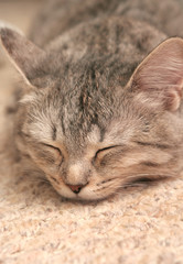 The grey cat which sleeps on a carpet