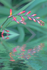 boutons de fuchsia