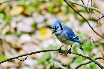 Blue Jay