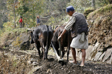 vieil homme labourant son champ au Népal