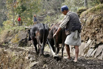 Foto op Plexiglas Nepal oude man ploegt zijn veld in nepal