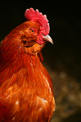 Banty Rooster