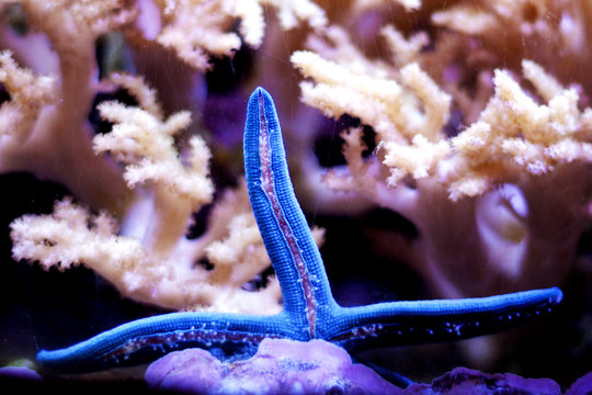 Fototapeta Blue Starfish