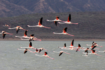 Elegant Flamingos © urosr