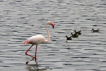 Lesser Flamingo wading in water