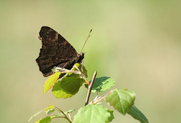 Tagpfauenauge