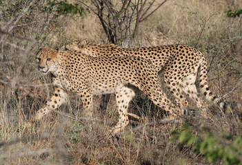 Curiously Cheetah
