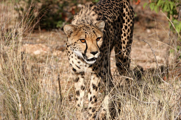 Curiously Cheetah