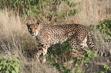Fototapeta na wymiar Ciekawe Cheetah