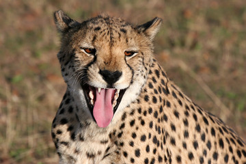 Cheetah with open muzzle