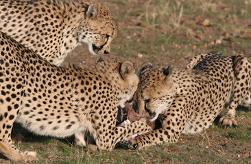 Cheetah grabbing for meat