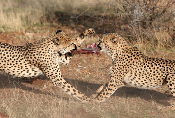 Cheetah fighting for meat