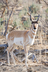 Naklejka na ściany i meble antelope in the wild - Wyoming, United States