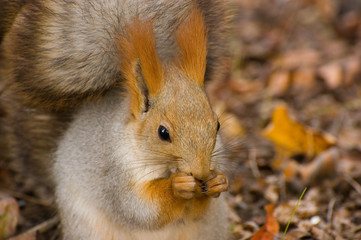 hungry squirrel